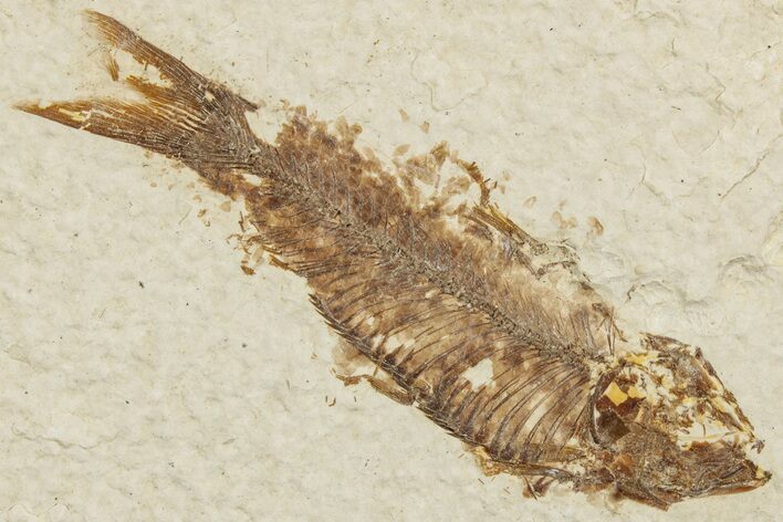 Fossil Fish (Knightia) - Wyoming #233161